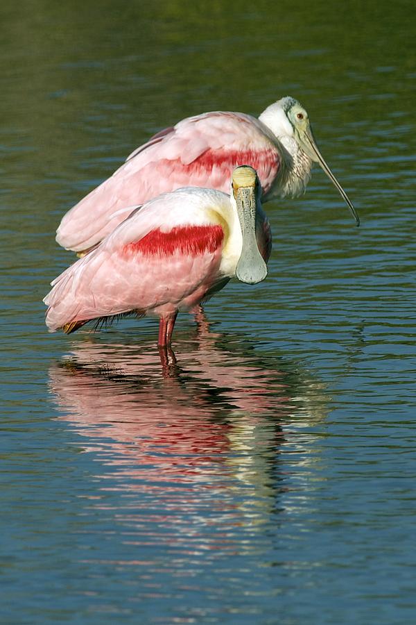 Roseate Spoonbills Photograph by Gerard Monteux - Fine Art America