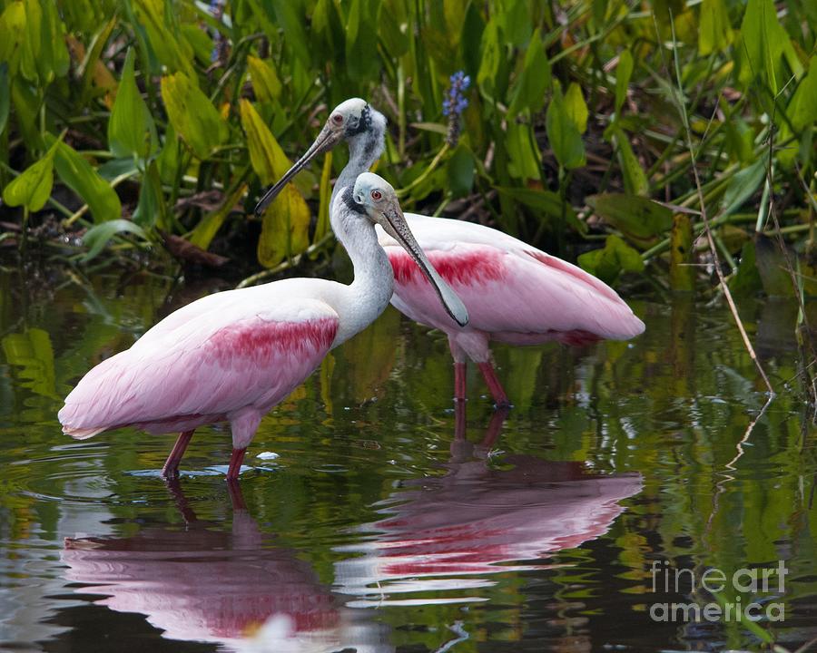 Roseate Spoonbills Photograph by John Greco