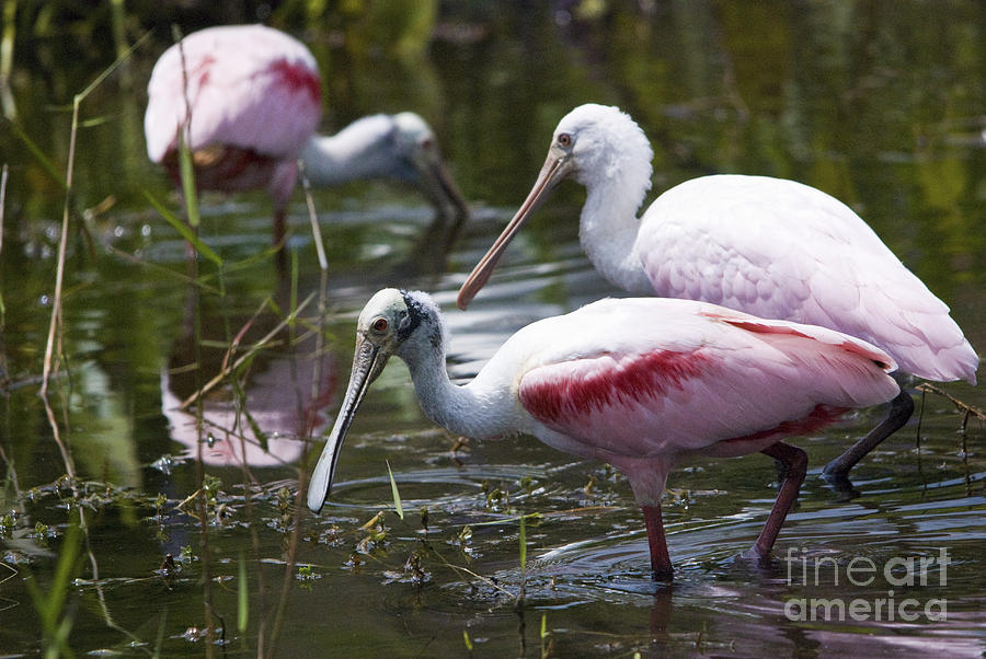 Roseate Spoonbills No.4 Photograph by John Greco