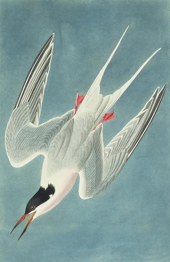 Roseate Tern Photograph by Natural History Museum, London/science Photo Library