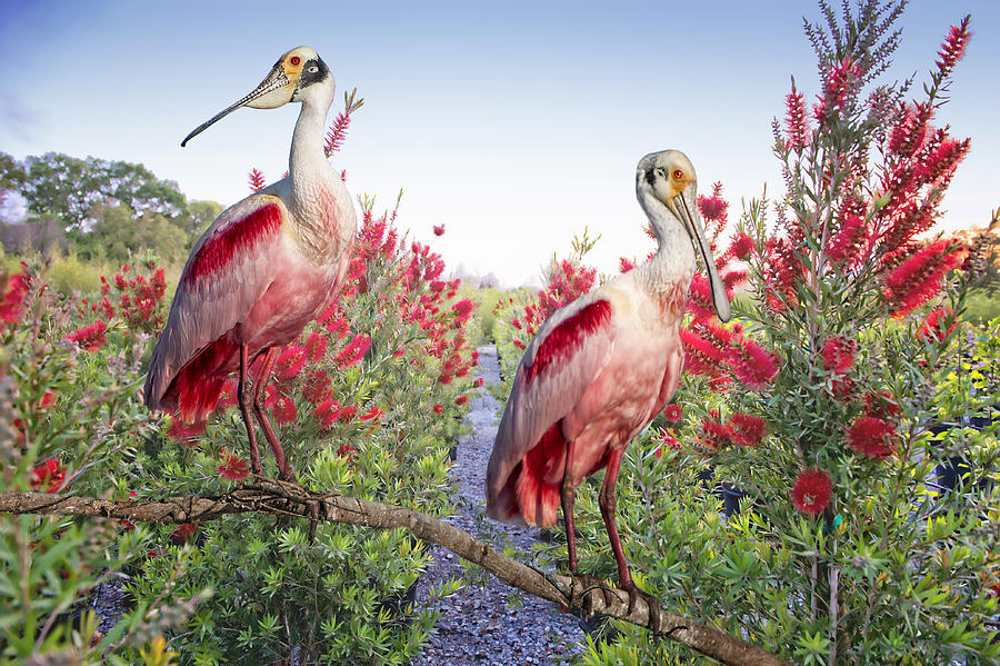 Roseates in Bottlebrush Photograph by Bonnie Barry