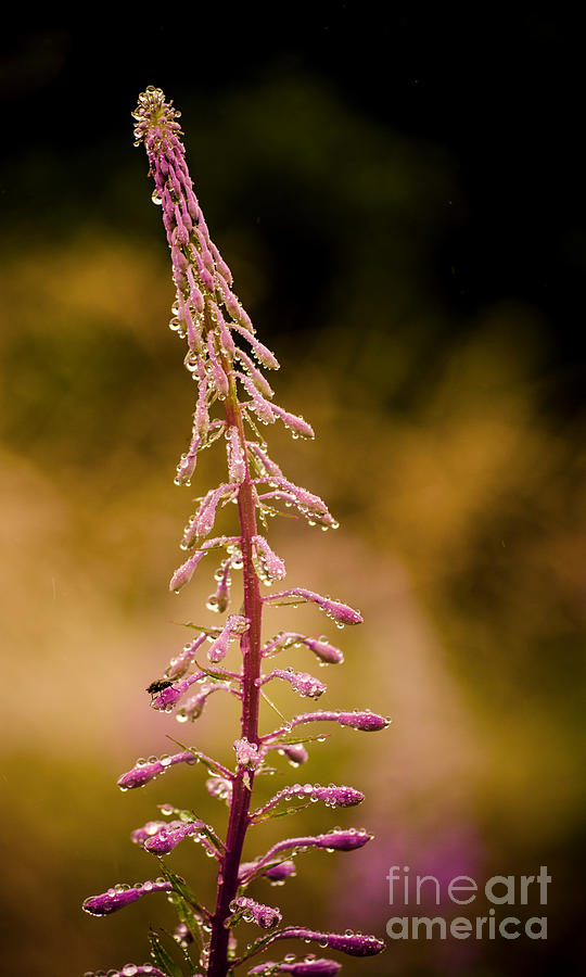 Summer Photograph - Rosebay Willowherb by Linsey Williams