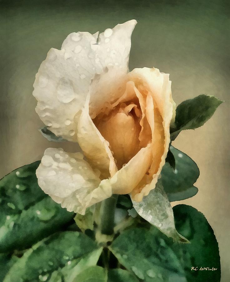 Still Life Painting - Rosebud After The Rain by RC DeWinter