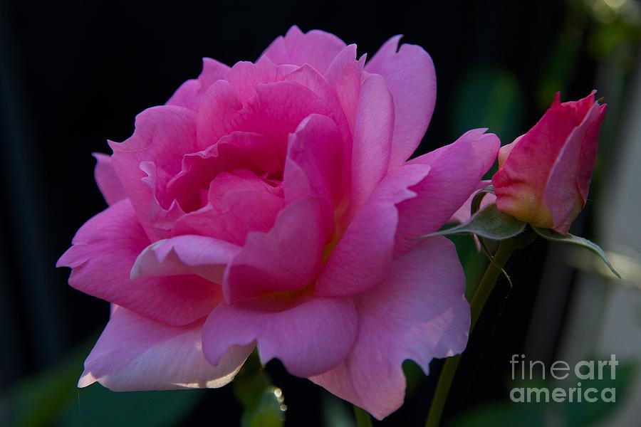 Rosebud and Blossom Photograph by Cheryl Hurtak - Fine Art America