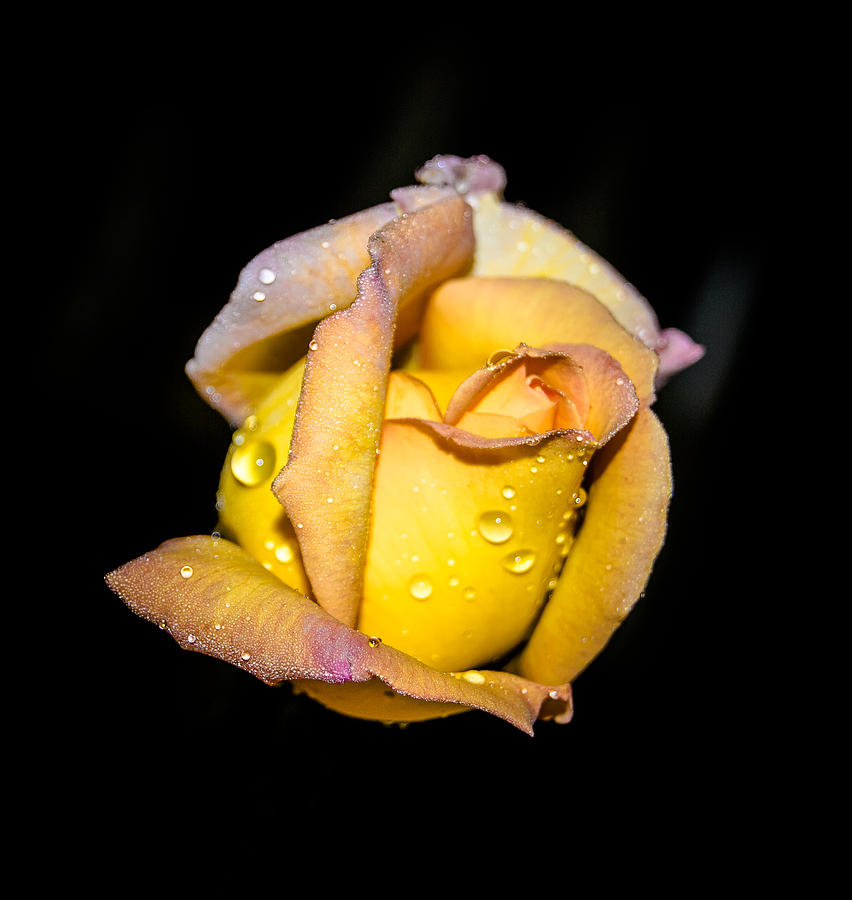 Rosebud and Dew Photograph by Judy Hall-Folde