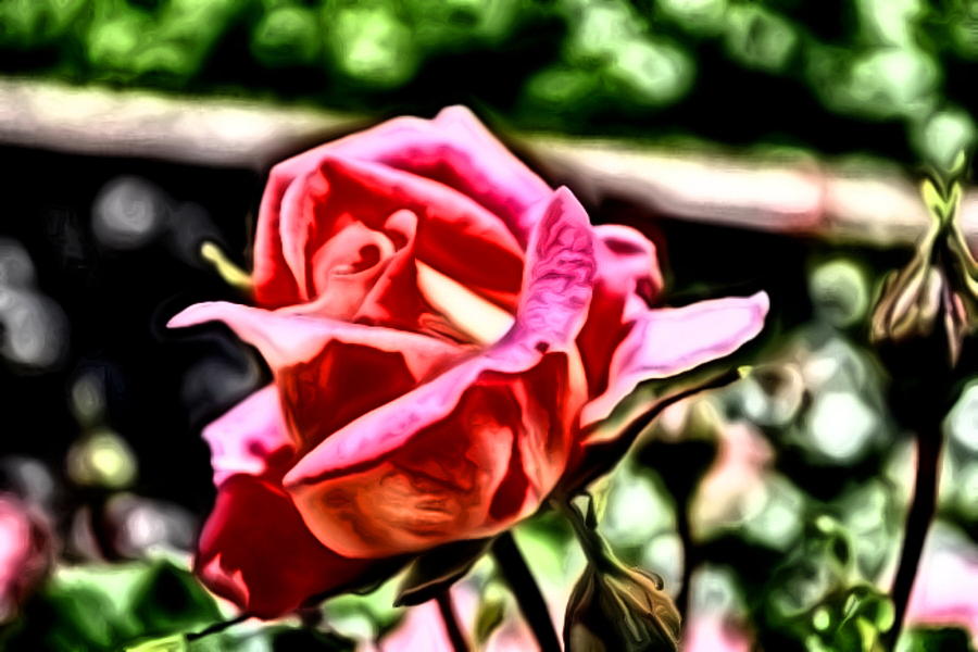 Rosebud Photograph