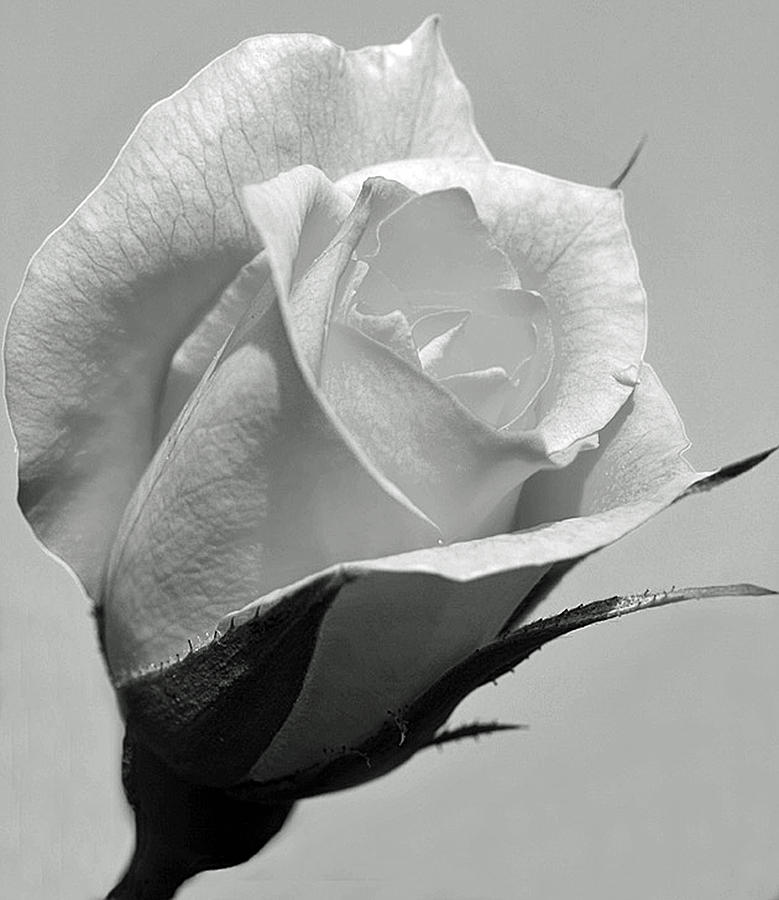 Rosebud In Black andWhite Photograph by Joan Powell