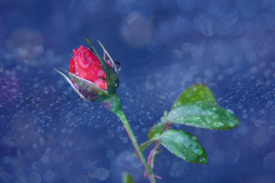 Rosebud in the rain Photograph by Vanessa Thomas