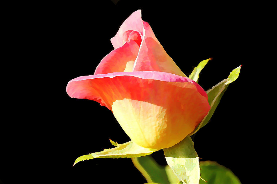 Rose Photograph - Rosebud by Jean Connor