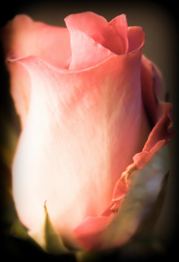 Valentines Day Photograph - Rosebud by Karen Wiles