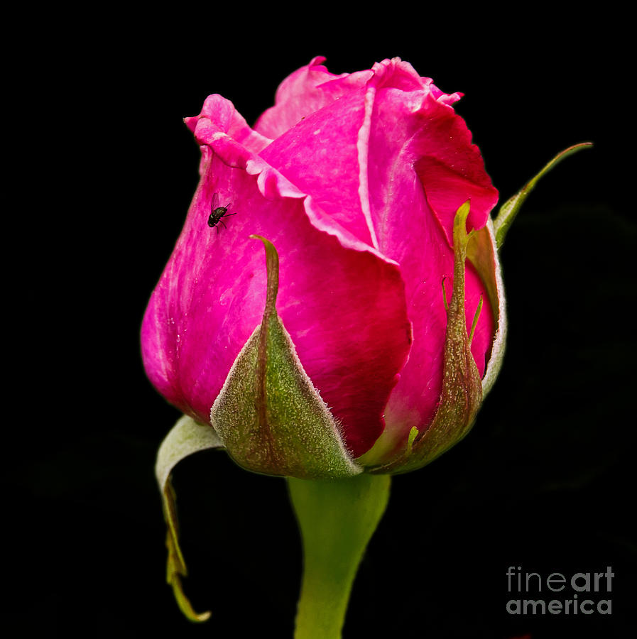 Rosebud Queen Elizabeth Pink Photograph by Kate Brown