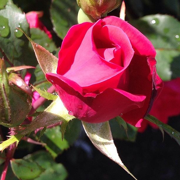 Rose Photograph - Rosebud #rose by Renee Ellis
