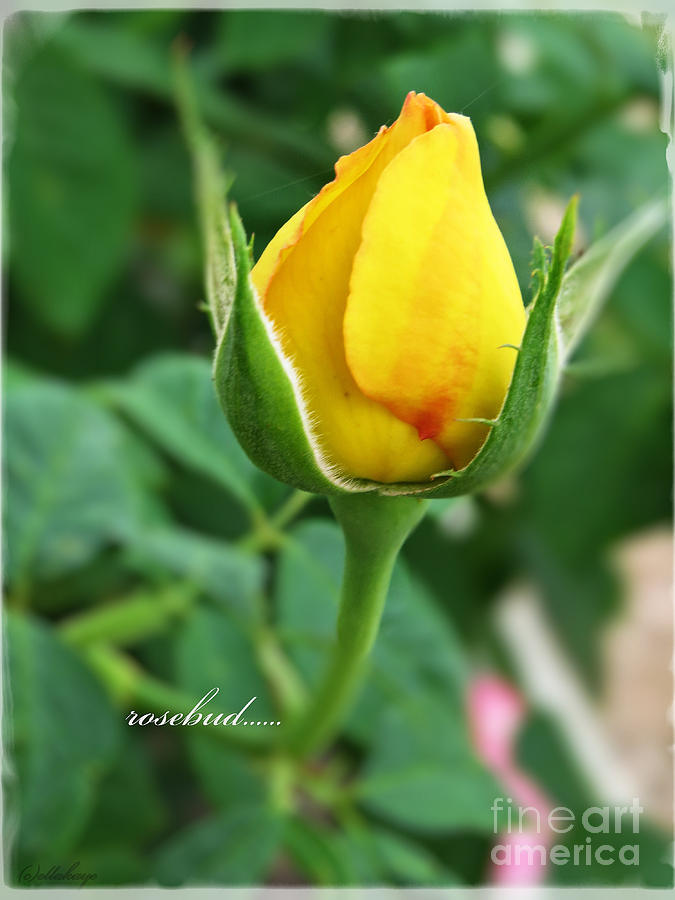 Rosebud - Yellow Rosebud Flower by Ella Kaye Dickey