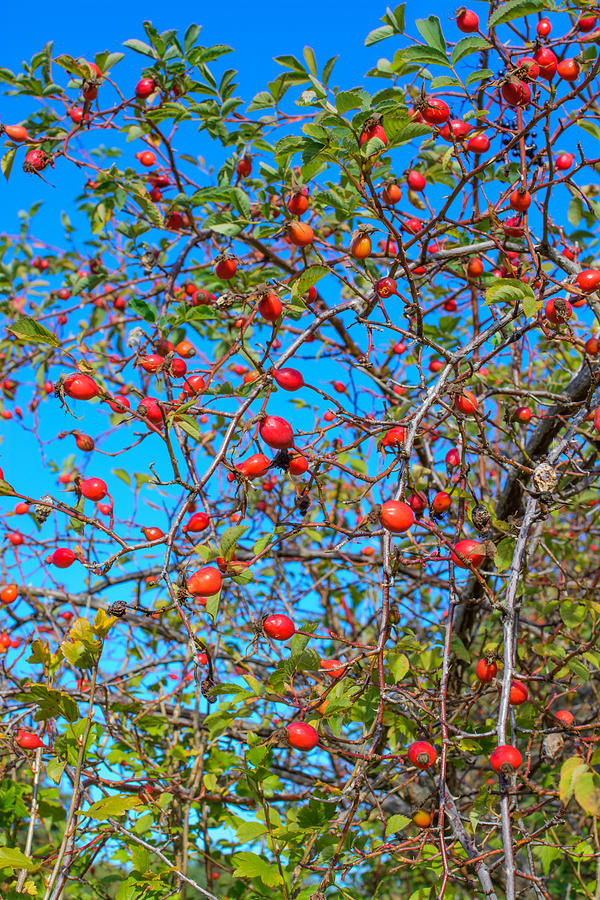 Rosehip berries Photograph by Ingela Christina Rahm