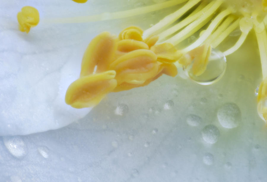 Rosehip Flower with Drop Photograph by Ingela Christina Rahm