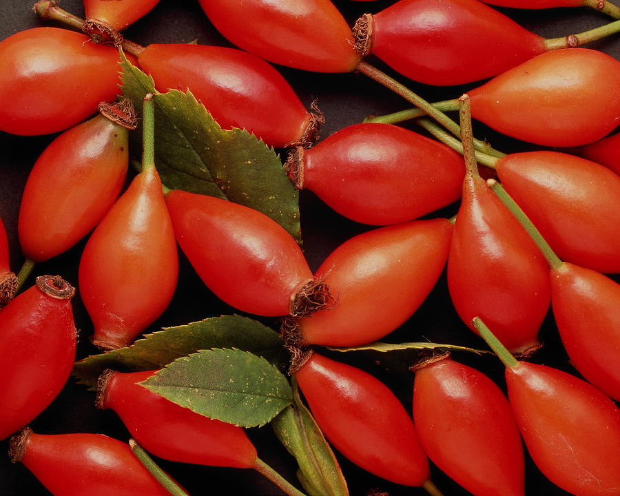 Still Life Photograph - Rosehips by Adrienne Hart-davis/science Photo Library