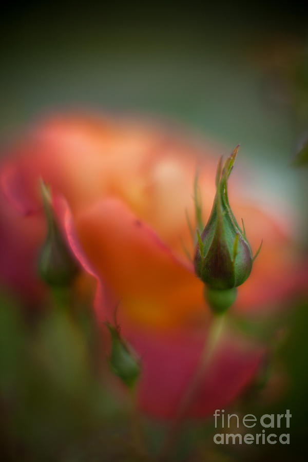 Rose Photograph - Rosehips Dream by Mike Reid