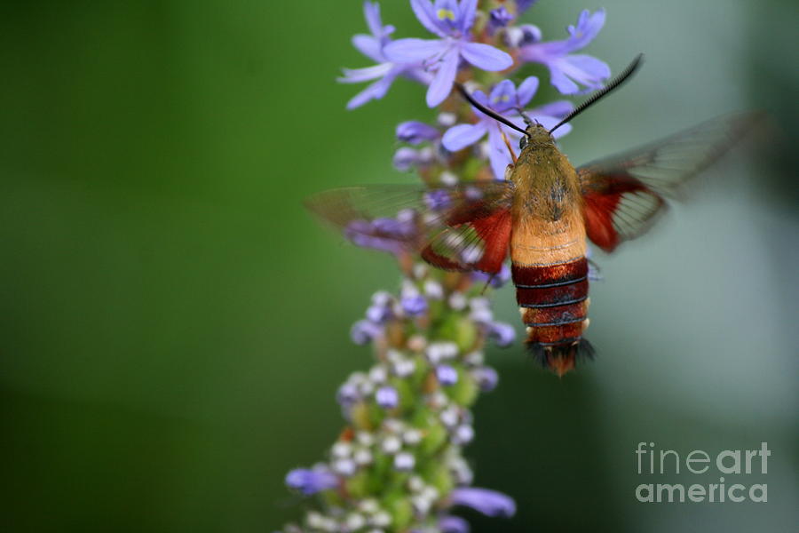 Roseland Lake Butterfly Moth Visit Photograph