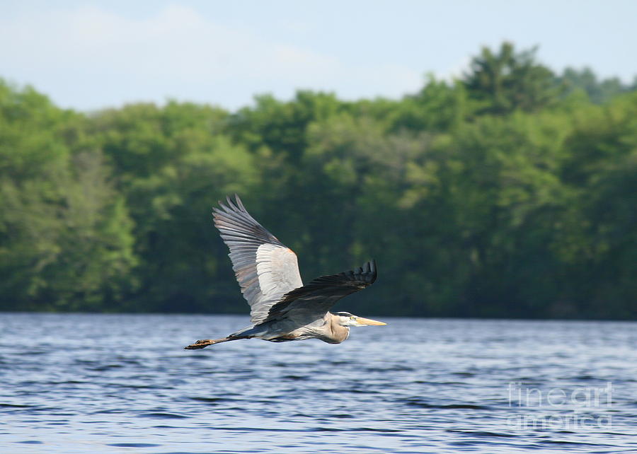 Roseland Lake Great Blue Heron Fly By  Photograph by Neal Eslinger