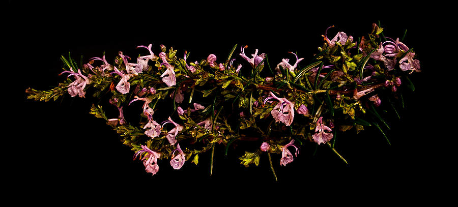 Rosemary Crown of Thorns Photograph by Weston Westmoreland