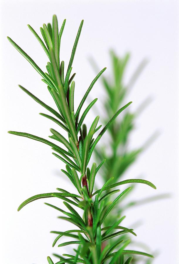 Rosemary Photograph by Gustoimages/science Photo Library