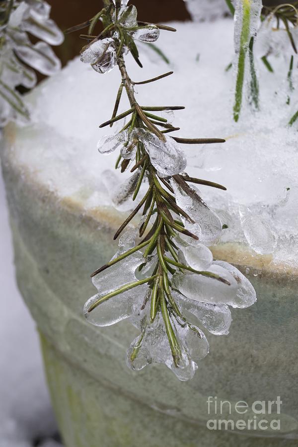 Rosemary Ice Photograph by MM Anderson