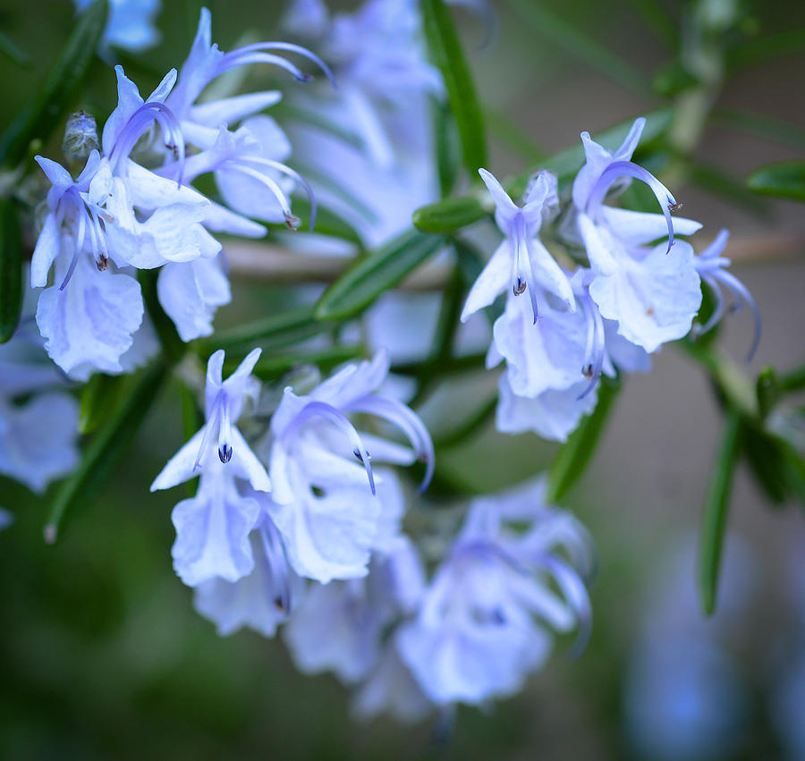 Rosemary is Blooming Photograph by Ronda Broatch