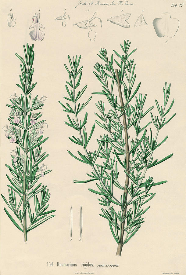 Rosemary Plant Photograph by Natural History Museum, London/science Photo Library