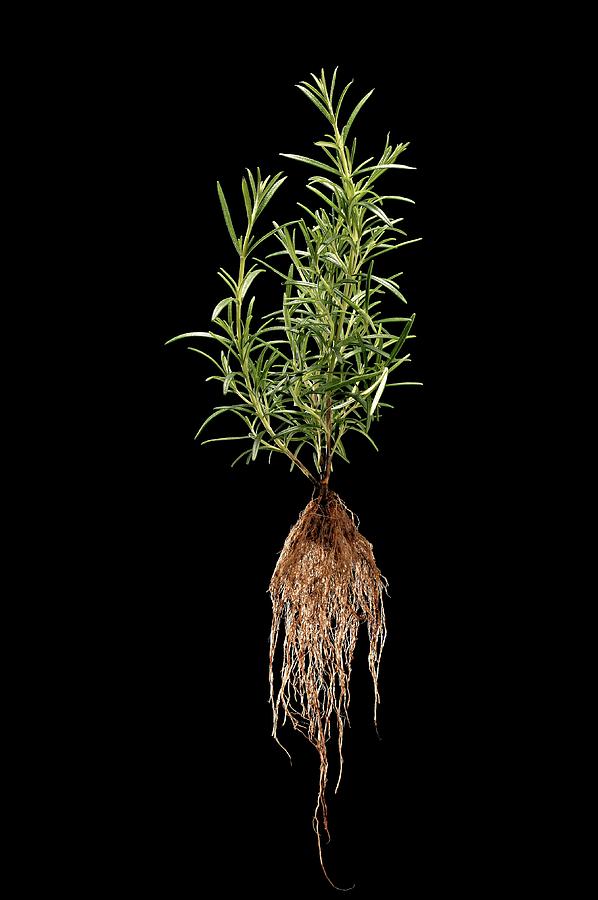 Rosemary (rosmarinus Officinalis) Photograph by Stefan Diller/science Photo Library