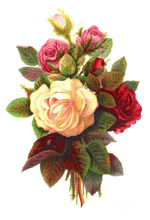 Roses 1874 Photograph by Padre Art
