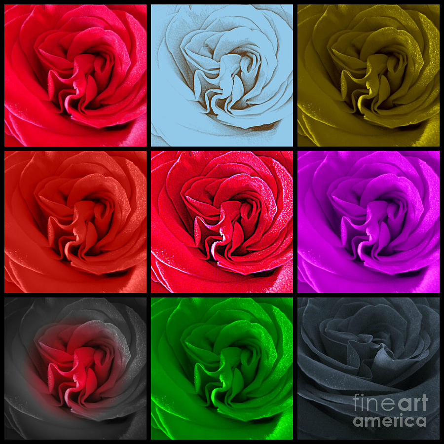 Roses 9 Ways Photograph by Clare Bevan