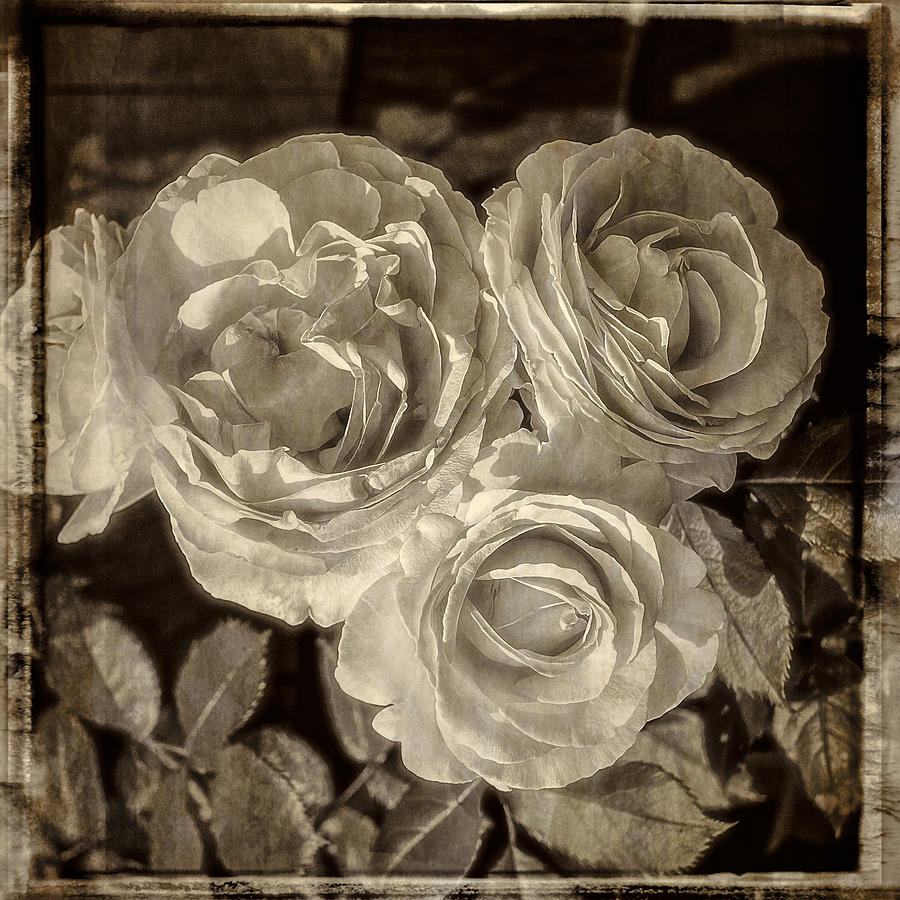 Roses a la Baril Photograph by Frank Winters