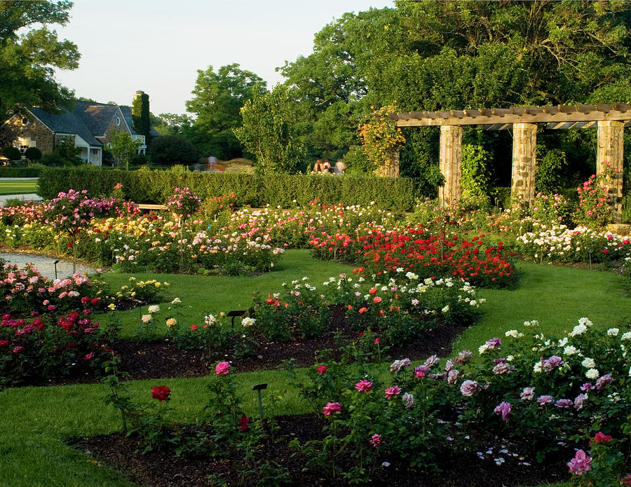 Roses Abound At The Boerner Botanical Gardens Photograph By Renee