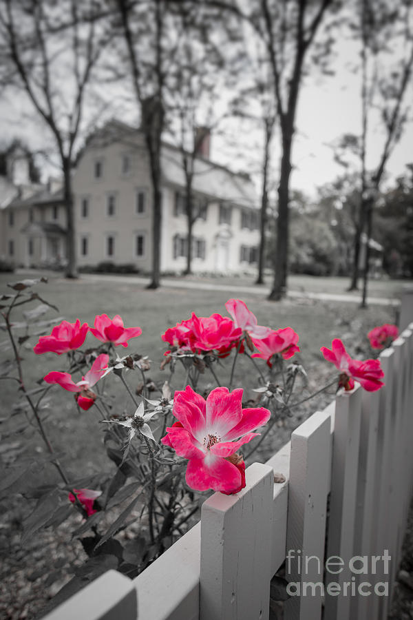 Roses along a picket fence Deerfield Massachuesetts Photograph by Edward Fielding