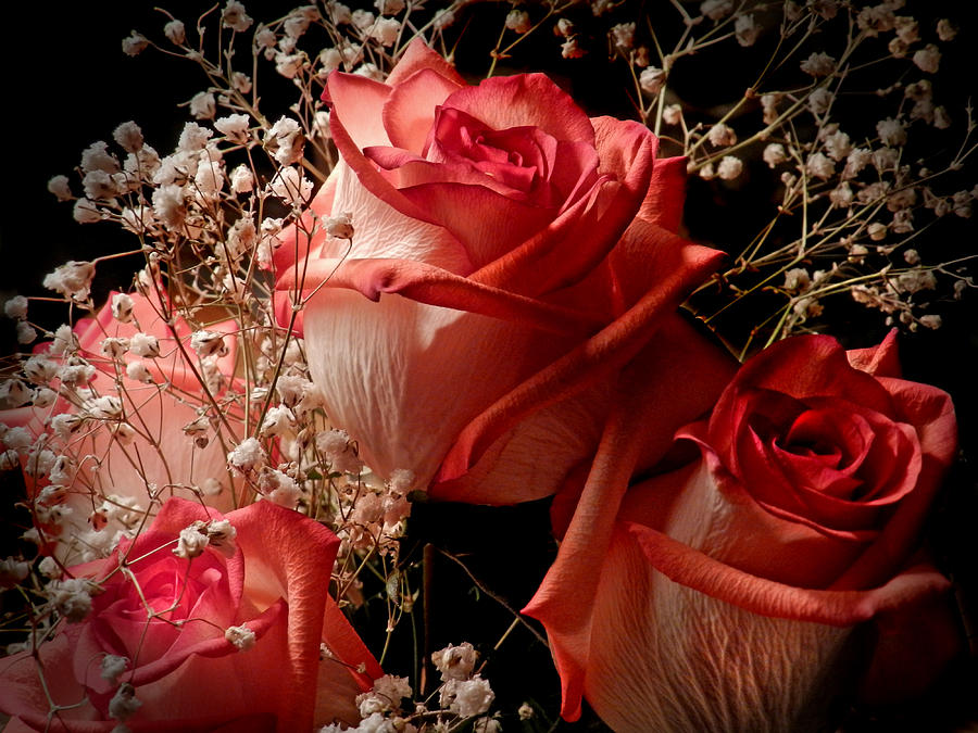 Roses And Baby S Breath Photograph By Grace Dillon Fine Art America   Roses And Babys Breath Grace Dillon 