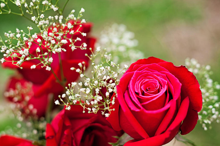 Roses And Baby S Breath Photograph By Michael Porchik Fine Art America   Roses And Babys Breath Michael Porchik 