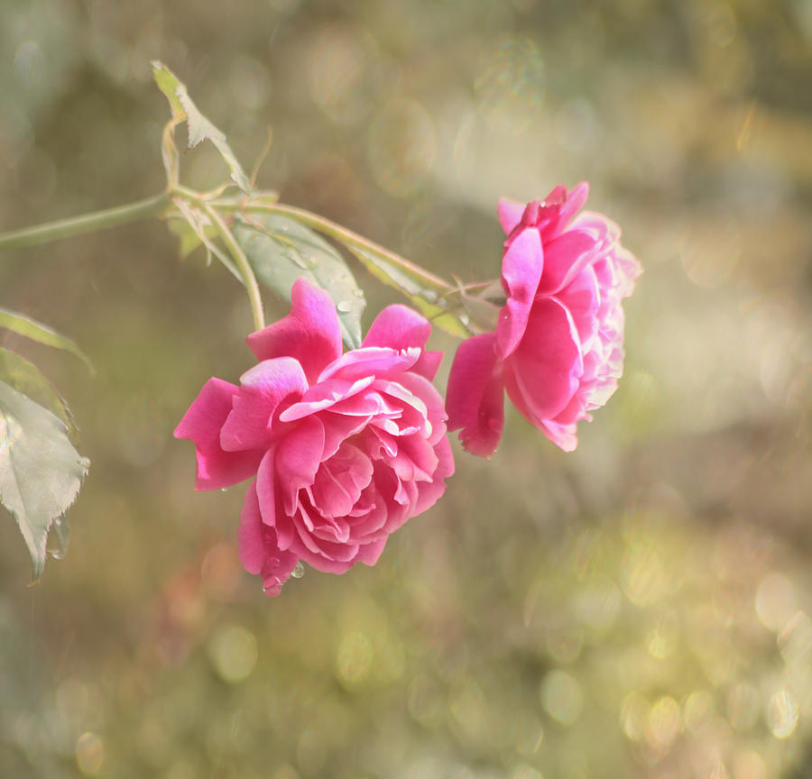 Rose Photograph - Roses and Bokeh by Kim Hojnacki