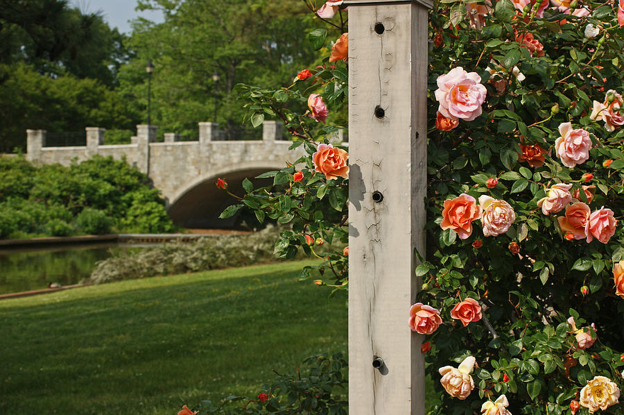 Roses and Bridge Photograph by Steve Breslow