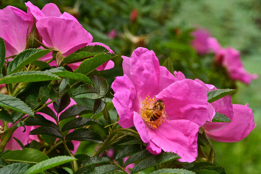 Rose Photograph - Roses and Honey Bee Close Up by Byron Varvarigos