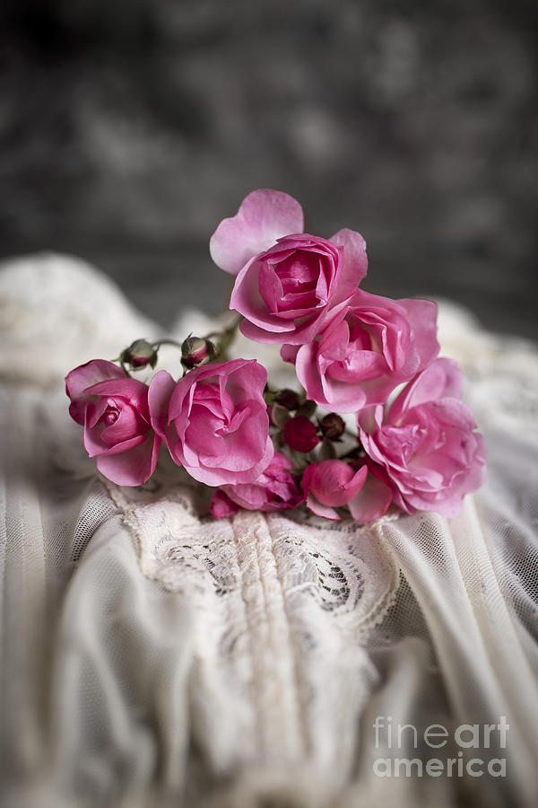 Roses and Lace Photograph by Edward Fielding