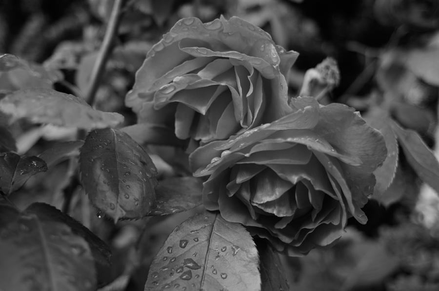 Roses and Rain Photograph by Miguel Winterpacht