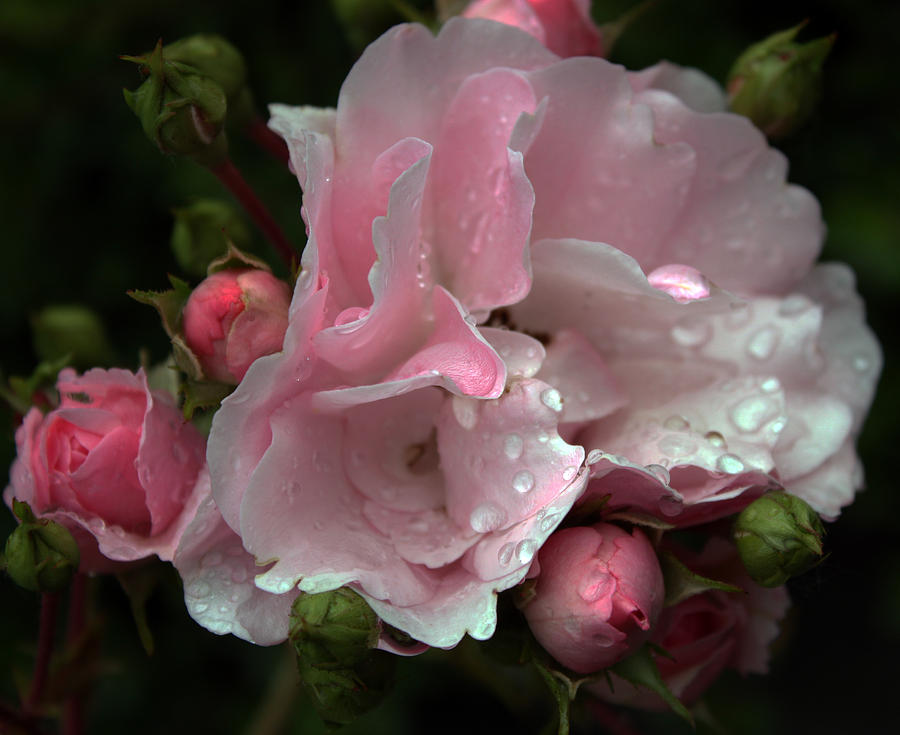 Roses and Raindrops Photograph by Gerry Bates