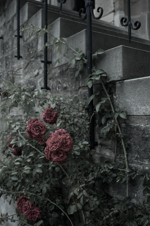 Roses and Stone Photograph by Miguel Winterpacht