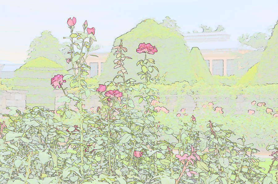 Roses by Anne Boyes Roses by Anne Boyes