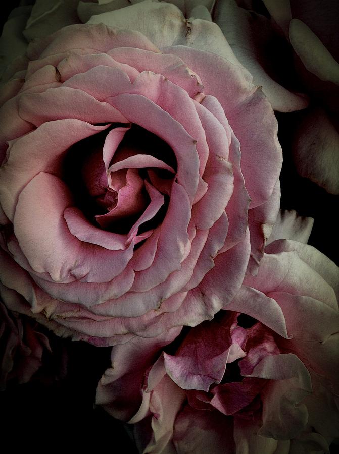 Roses Photograph by Anne Thurston