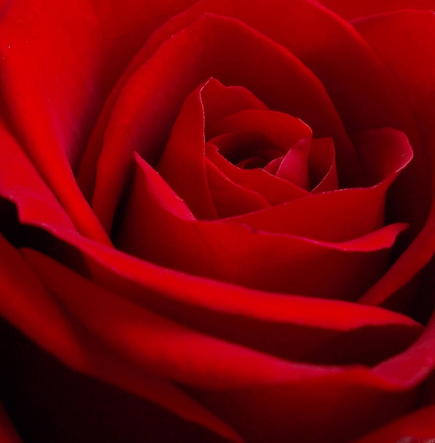 Roses are Red... Photograph by Kathy Williams-Walkup