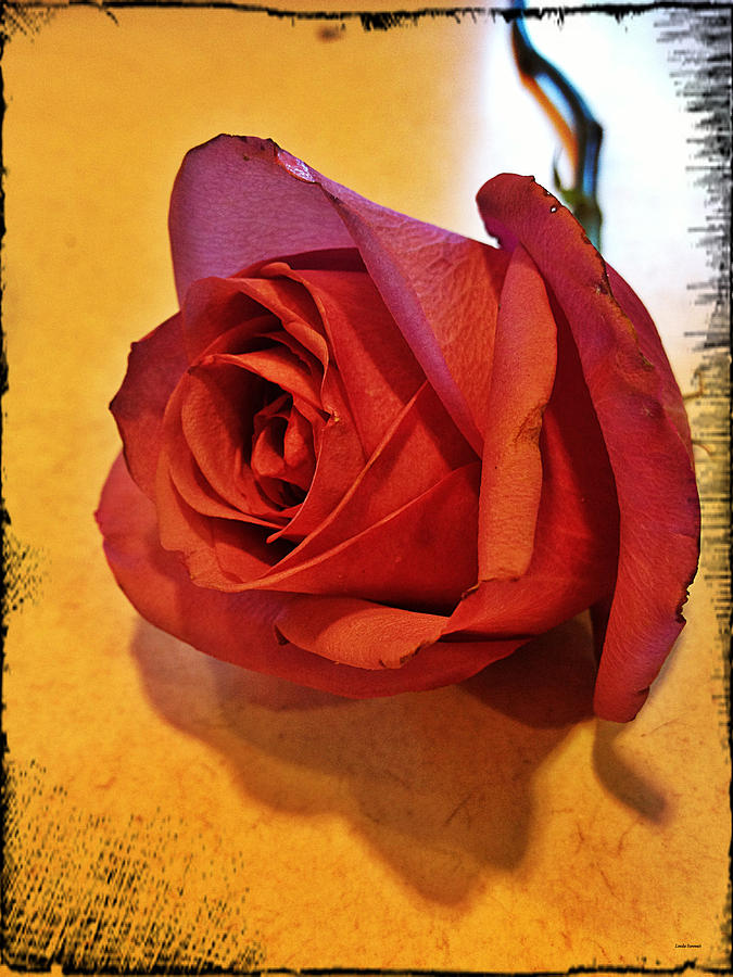 Roses Are Red Photograph by Linda Sannuti