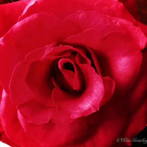 Rose Photograph - Roses Are Red, Violets Are Blue, Vodka by Kim Gourlay