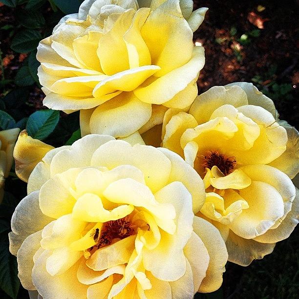 Summer Photograph - Roses are...Yellow by J Amadei