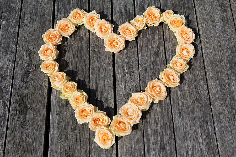 Roses Arranged In Heart Shape Photograph by Judith Haeusler